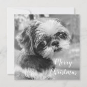 Shih Tzu Merry Briefkaart met kerstmis (Voorkant)