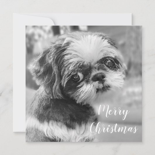Shih Tzu Merry Briefkaart met kerstmis (Voorkant)