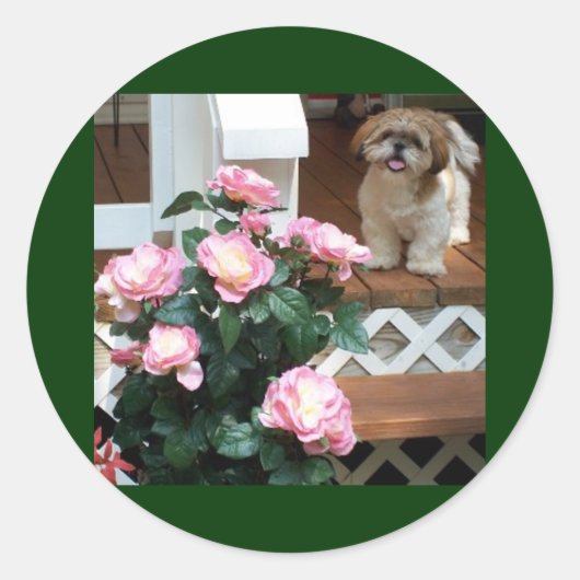 Shih Tzu met lentebloemen Ronde Sticker (Voorkant)