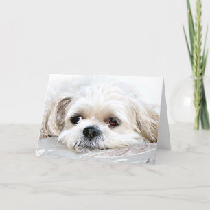 Shih Tzu mis je kaart