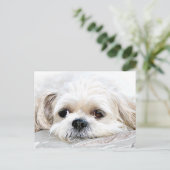 Shih Tzu mist u briefkaart (Staand voorkant)