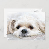 Shih Tzu mist u briefkaart (Voorkant / Achterkant)