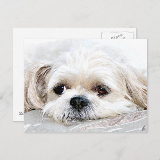 Shih Tzu mist u briefkaart (Voorkant / Achterkant)