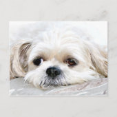 Shih Tzu mist u briefkaart (Voorkant)