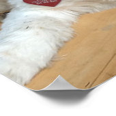 Shih Tzu mix Named Liz Poster (Hoek)