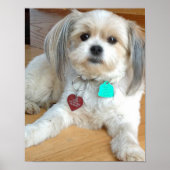 Shih Tzu mix Named Liz Poster (Voorkant)