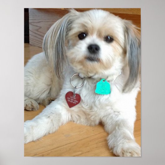 Shih Tzu mix Named Liz Poster (Voorkant)
