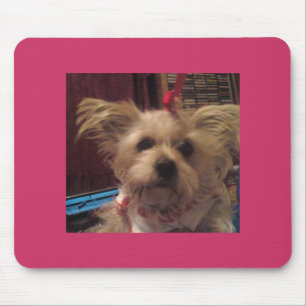 Shih Tzu Muismat