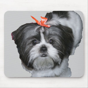 shih tzu muismat