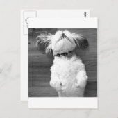 Shih Tzu Nap Briefkaart (Voorkant / Achterkant)
