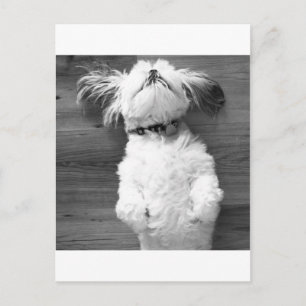 Shih Tzu Nap Briefkaart