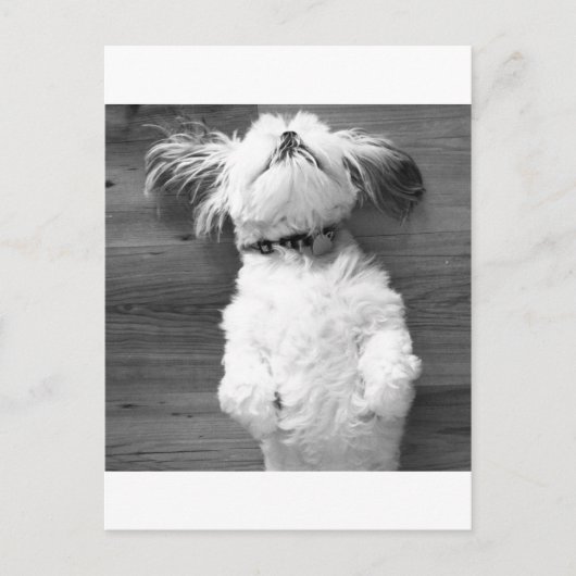Shih Tzu Nap Briefkaart (Voorkant)