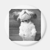 Shih Tzu Nap Magneet (Voorkant)