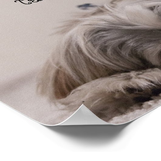 Shih Tzu Nap Poster (Hoek)