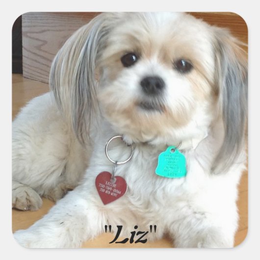 Shih Tzu noemde Liz Sticker (Voorkant)