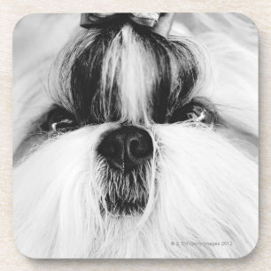 Shih Tzu Onderzetter