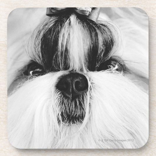 Shih Tzu Onderzetter (Voorkant)