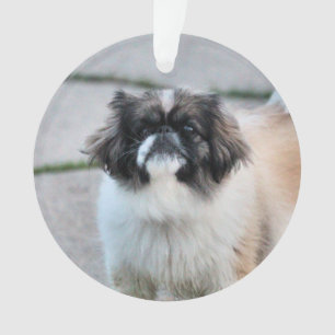 Shih tzu ornament