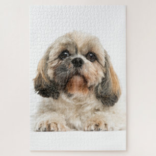Shih Tzu Pet Dog Foto Legpuzzel