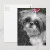Shih Tzu Post Card Briefkaart (Voorkant / Achterkant)