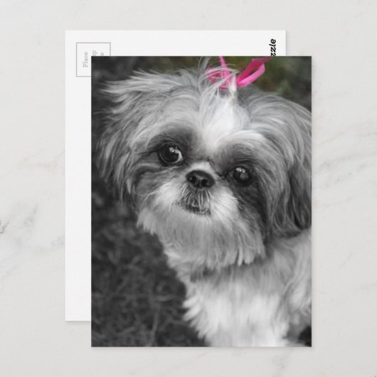 Shih Tzu Post Card Briefkaart (Voorkant / Achterkant)
