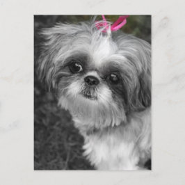 Shih Tzu Post Card Briefkaart