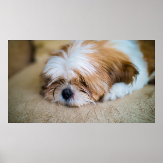 Shih Tzu Poster (Voorkant)