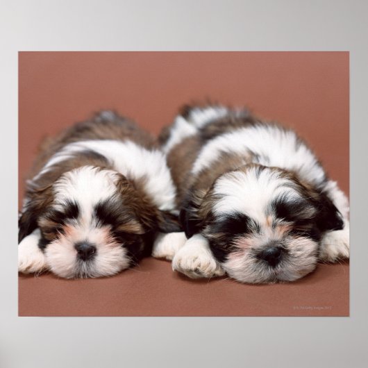 Shih Tzu Poster (Voorkant)
