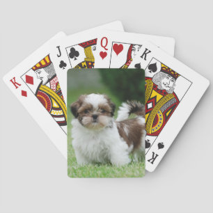 Shih tzu pup pokerkaarten