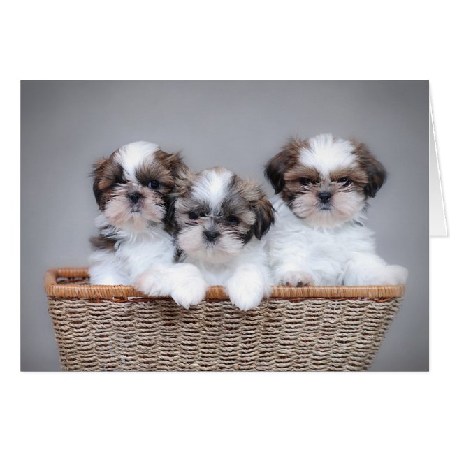 Shih Tzu puppies (Voorkant Horizontaal)