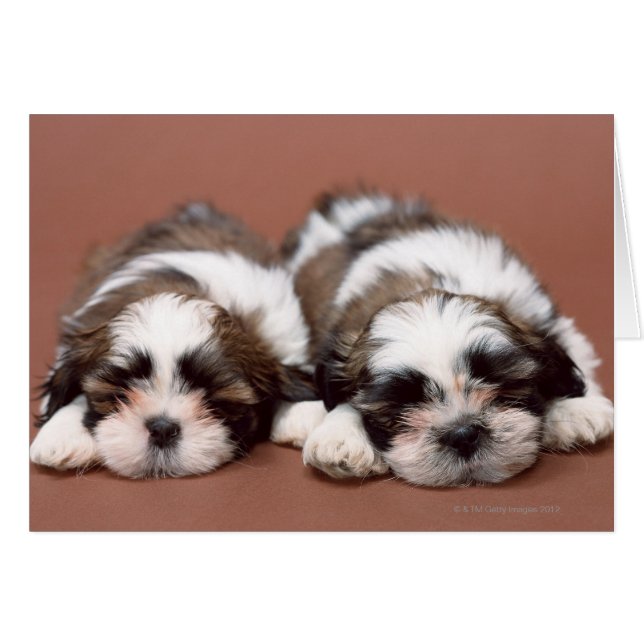 Shih Tzu Puppies (Voorkant Horizontaal)