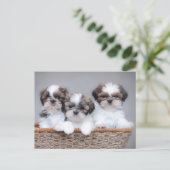 Shih Tzu puppies Briefkaart (Staand voorkant)