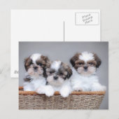 Shih Tzu puppies Briefkaart (Voorkant / Achterkant)