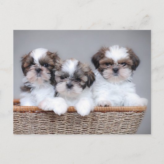 Shih Tzu puppies Briefkaart (Voorkant)