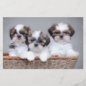Shih Tzu puppies Briefpapier (Voorkant)