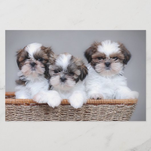 Shih Tzu puppies Briefpapier (Voorkant)