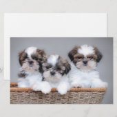 Shih Tzu puppies Briefpapier (Voorkant / Achterkant)