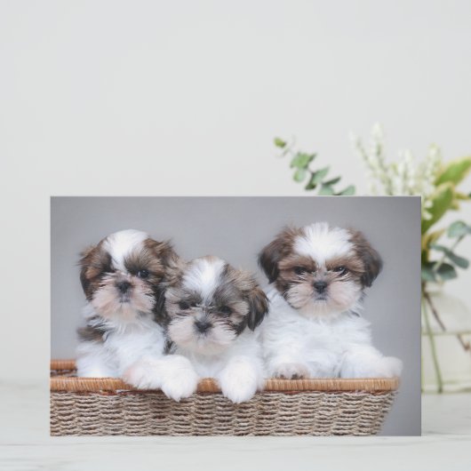 Shih Tzu puppies Briefpapier (Staand voorkant)