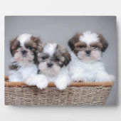 Shih Tzu puppies Fotoplaat (Voorkant)
