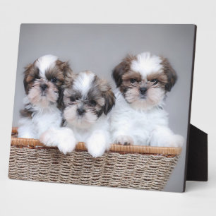 Shih Tzu puppies Fotoplaat