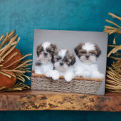 Shih Tzu puppies Fotoplaat (Zijkant)