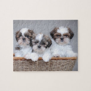 Shih Tzu puppies Legpuzzel