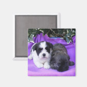 Shih Tzu Puppies Magnet (Voorkant / Achterkant)