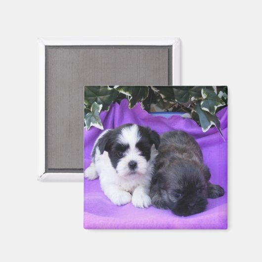 Shih Tzu Puppies Magnet (Voorkant / Achterkant)