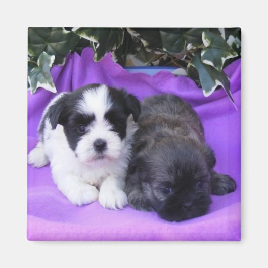 Shih Tzu Puppies Magnet (Voorkant)