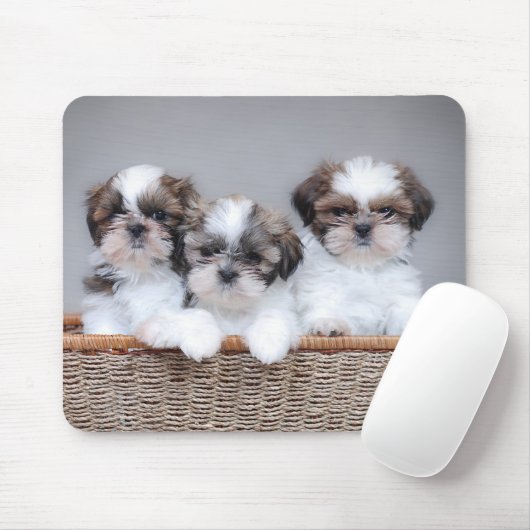Shih Tzu puppies Muismat (Met muis)