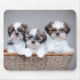 Shih Tzu puppies Muismat