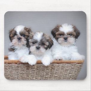 Shih Tzu puppies Muismat