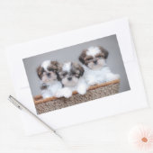 Shih Tzu puppies Rechthoekige Sticker (Envelop)