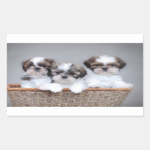 Shih Tzu puppies Rechthoekige Sticker